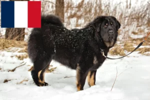 Read more about the article Tibetan Mastiff breeders and puppies in France