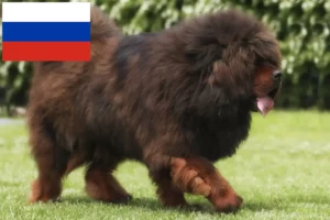 Read more about the article Tibetan Mastiff breeders and puppies in Russia