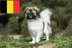 Read more about the article Tibetan Spaniel breeders and puppies in Belgium