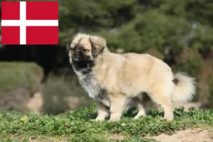Read more about the article Tibetan Spaniel breeders and puppies in Denmark