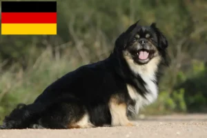 Read more about the article Tibetan Spaniel breeders and puppies in Germany