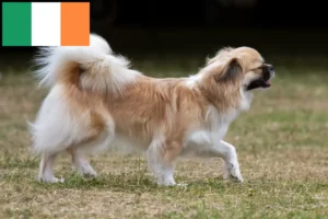 Read more about the article Tibetan Spaniel breeders and puppies in Ireland