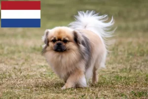 Read more about the article Tibetan Spaniel breeders and puppies in the Netherlands