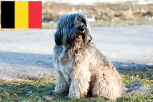 Read more about the article Tibetan Terrier breeders and puppies in Belgium