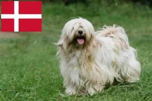 Read more about the article Tibetan Terrier breeders and puppies in Denmark