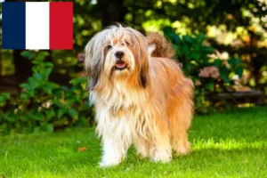 Read more about the article Tibetan Terrier breeders and puppies in France