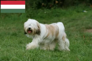 Read more about the article Tibetan Terrier breeders and puppies in Hungary