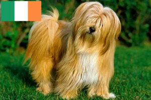 Read more about the article Tibetan Terrier Breeders and Puppies in Ireland