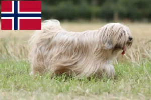Read more about the article Tibetan Terrier breeders and puppies in Norway