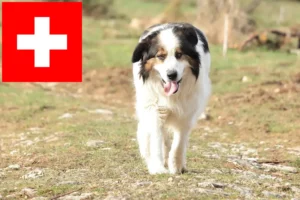 Read more about the article Tornjak breeders and puppies in Switzerland
