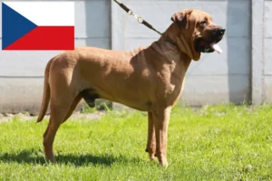 Read more about the article Tosa breeders and puppies in the Czech Republic