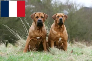 Read more about the article Tosa breeders and puppies in France