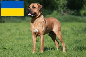 Read more about the article Tosa breeders and puppies in Ukraine