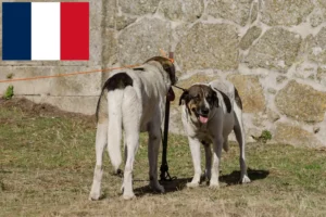 Read more about the article Transmontano Shepherd Dog Breeder and Puppies in France