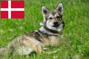 Read more about the article Västgötaspets breeders and puppies in Denmark