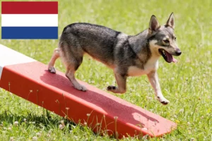 Read more about the article Västgötaspets breeders and puppies in the Netherlands