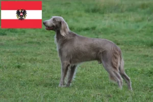Read more about the article Weimaraner breeders and puppies in Austria