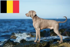 Read more about the article Weimaraner breeders and puppies in Belgium