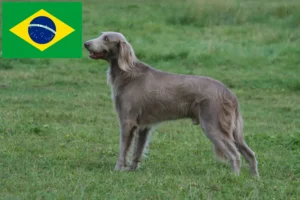 Read more about the article Weimaraner breeders and puppies in Brazil