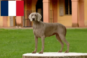 Read more about the article Weimaraner breeders and puppies in France