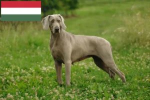 Read more about the article Weimaraner breeders and puppies in Hungary