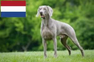 Read more about the article Weimaraner breeders and puppies in the Netherlands