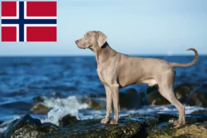 Read more about the article Weimaraner breeders and puppies in Norway