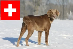 Read more about the article Weimaraner breeders and puppies in Switzerland