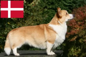 Read more about the article Welsh Corgi breeders and puppies in Denmark