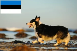 Read more about the article Welsh Corgi breeders and puppies in Estonia
