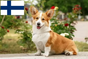 Read more about the article Welsh Corgi breeders and puppies in Finland