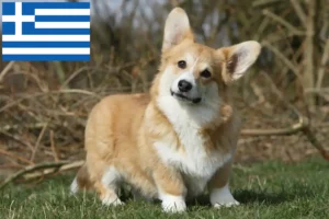 Read more about the article Welsh Corgi breeders and puppies in Greece