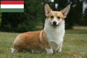 Read more about the article Welsh Corgi breeders and puppies in Hungary