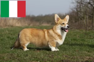 Read more about the article Welsh Corgi breeders and puppies in Italy