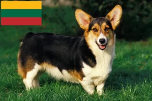 Read more about the article Welsh Corgi breeders and puppies in Lithuania