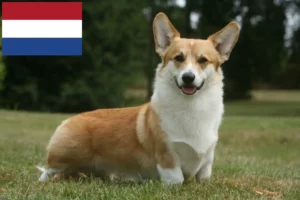 Read more about the article Welsh Corgi breeders and puppies in the Netherlands