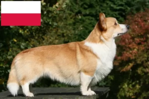 Read more about the article Welsh Corgi breeders and puppies in Poland