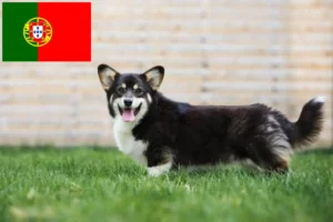 Read more about the article Welsh Corgi breeders and puppies in Portugal