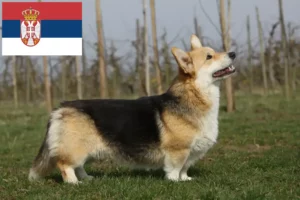 Read more about the article Welsh Corgi breeders and puppies in Serbia