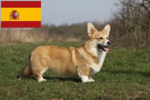 Read more about the article Welsh Corgi breeders and puppies in Spain