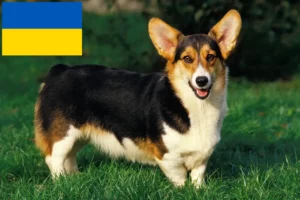 Read more about the article Welsh Corgi breeders and puppies in Ukraine