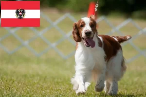 Read more about the article Welsh Springer Spaniel breeders and puppies in Austria