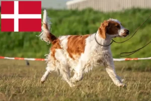 Read more about the article Welsh Springer Spaniel breeders and puppies in Denmark