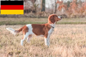 Read more about the article Welsh Springer Spaniel breeders and puppies in Germany
