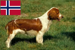 Read more about the article Welsh Springer Spaniel breeders and puppies in Norway