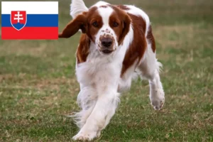 Read more about the article Welsh Springer Spaniel breeders and puppies in Slovakia