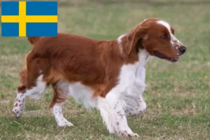 Read more about the article Welsh Springer Spaniel breeders and puppies in Sweden