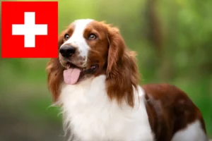 Read more about the article Welsh Springer Spaniel breeders and puppies in Switzerland