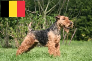 Read more about the article Welsh Terrier breeders and puppies in Belgium