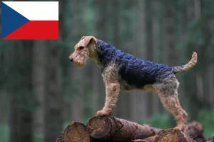 Read more about the article Welsh Terrier breeders and puppies in the Czech Republic